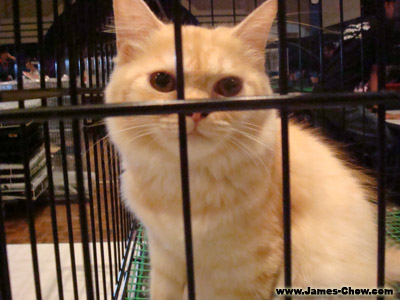 Cutie Cat with maroon eyes Cutie cat with maroon eyes