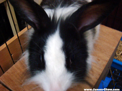 Jon's Rabbit Jon's Rabbit