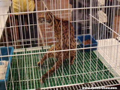Cat that looks like a tiger! Cat that looks like a tiger!