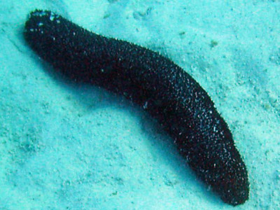 Sea cucumber Sea cucumber