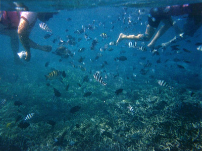 Lot's of Fish! Lot's of Fish!