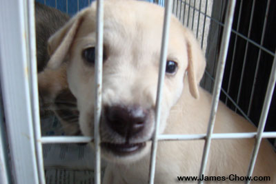 Cute Puppy
