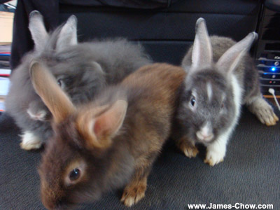 Jon's baby rabbits! Jon's baby rabbits!