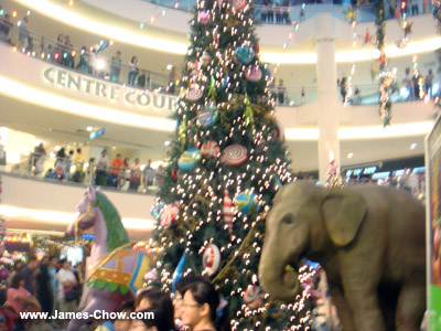 Animals in Midvalley! Animals in Midvalley!