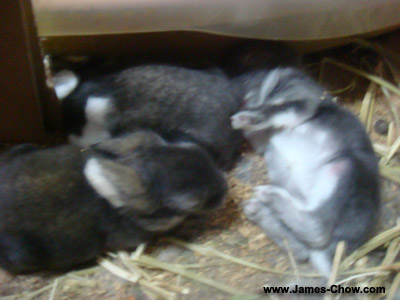 Baby Rabbits sleeping... Baby Rabbits sleeping...