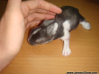 Baby Rabbit! Baby Rabbit!