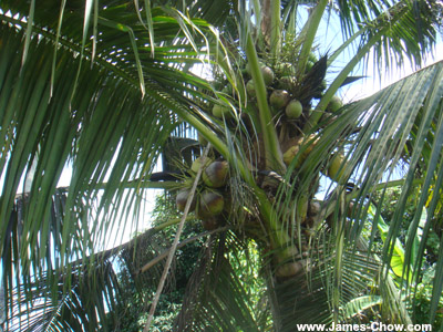 Coconuts in Batu Gajah! Coconuts in Batu Gajah!
