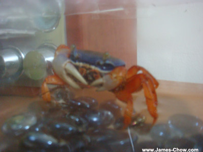 My ex-pet crab! My ex-pet crab!
