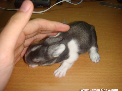 The Rabbit Before... The Rabbit Before...