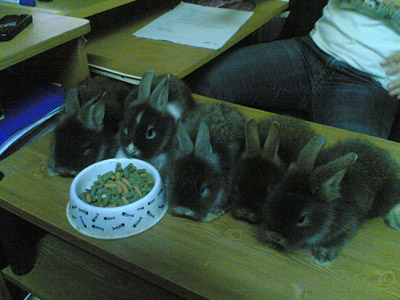 Jon's Baby Rabbit Group Photo! Jon's Baby Rabbit Group Photo!