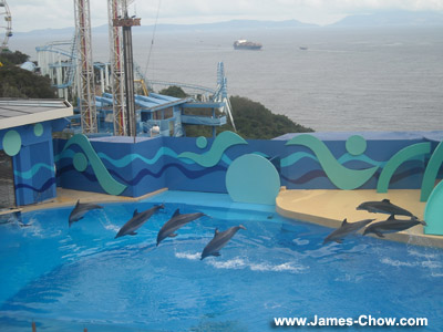 Dolphin Performance! Dolphin Performance!