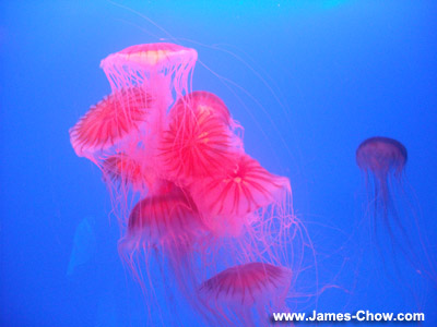 Jellyfish Display... Jellyfish Display...
