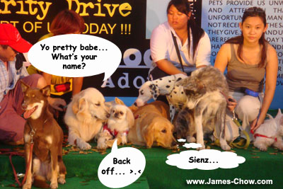 Dog fashion show! Dog fashion show!