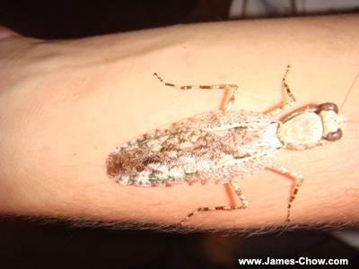 Big bug on David's hand! Big bug on David's hand!