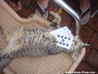 Played poker at night! Played poker at night!