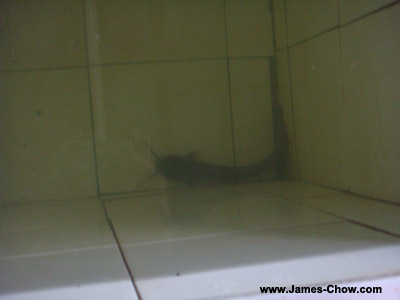 A fish in the water you bathe in! A fish in the water you bathe in!