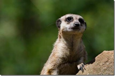 Cute Animal... Cute Animal...