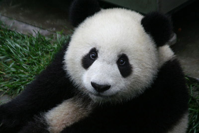 Panda panda Panda panda