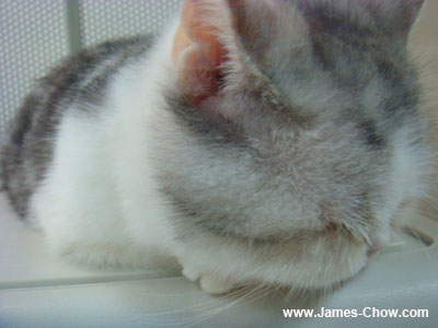 Sleeping Kitty Sleeping Kitty