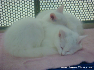 Kitty Sleeping too! Kitty Sleeping too!