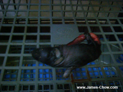 Dead baby rabbit Dead baby rabbit