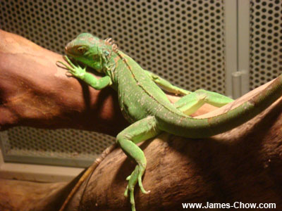 Green Lizard Green Lizard