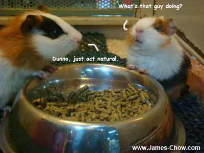 Guinea pig Guinea pig