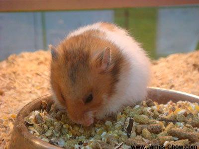 Hamster Hamster