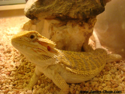 Yellow lizard! Yellow lizard!