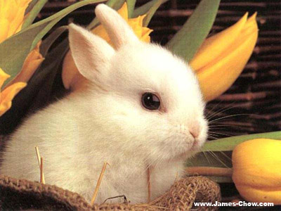  before Chinese New Year. So, strictly speaking, I'm a bunny instead of a 