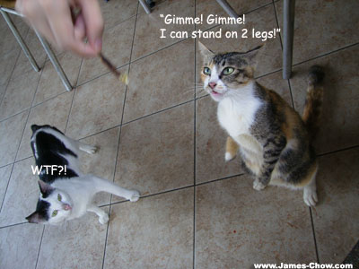 Kitty in Action! Kitty in Action!